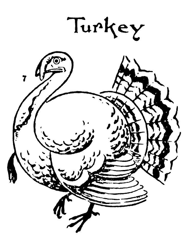 762x948 How To Draw A Turkey Step By Step