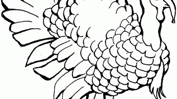 570x320 Simple Drawing Of A Turkey How To Draw A Turkey