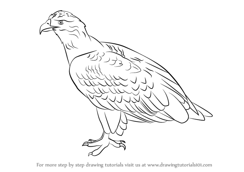 800x565 Learn How To Draw A White Tailed Eagle (Bird Of Prey) Step By Step