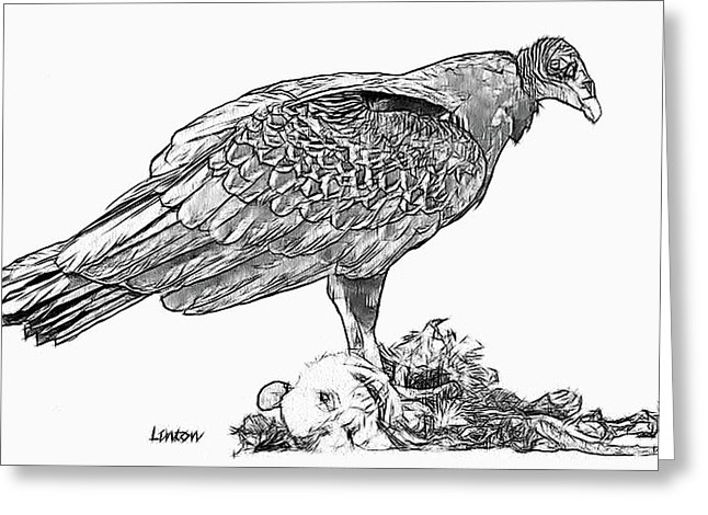 646x470 Turkey Vulture Digital Art By Larry Linton