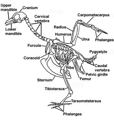 367x385 Turkey Vulture Skeleton