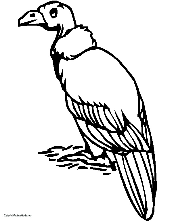 612x769 Vulture Coloring Page