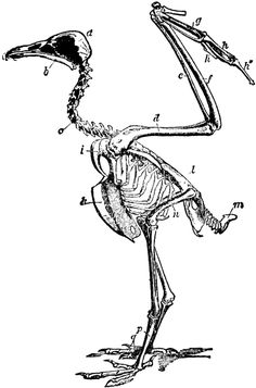 236x357 Bird Skeleton Science Skeletons And Anatomy Reference