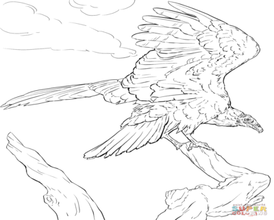 400x322 Vulture Coloring Pages Printable Page Image Clipart Images