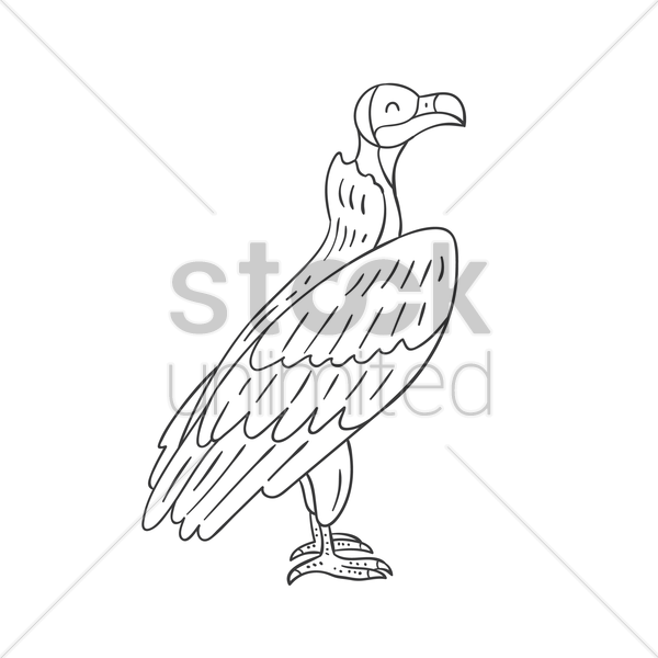 600x600 Vulture Vector Image