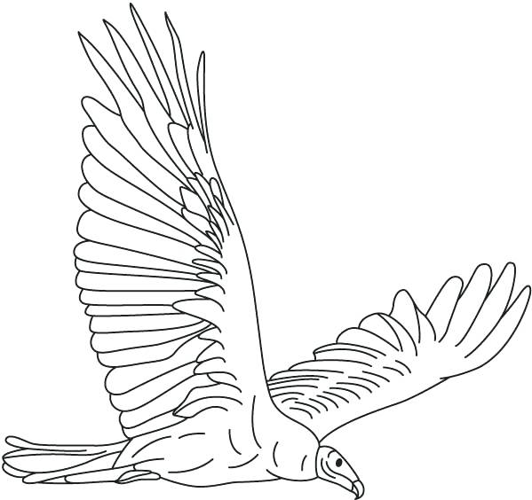 599x564 Vulture Coloring Pages