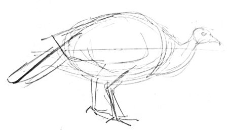 450x257 How To Draw A Turkey