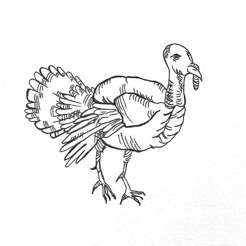 800x800 Turkey Turntime Farms