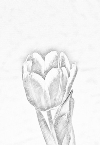 320x465 How To Turn A Photo Into A Sketch