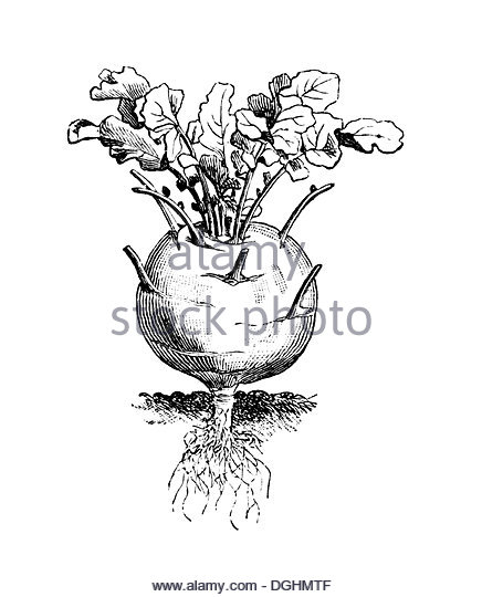 436x540 Turnip Black And White Stock Photos Amp Images