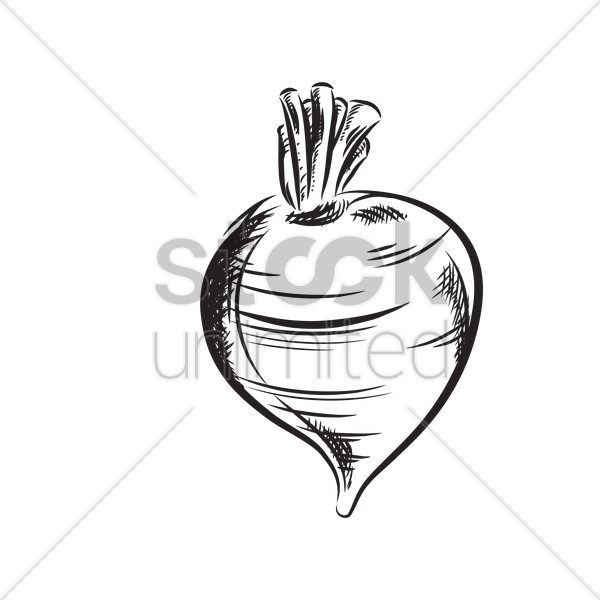 600x600 Turnip Vector Image