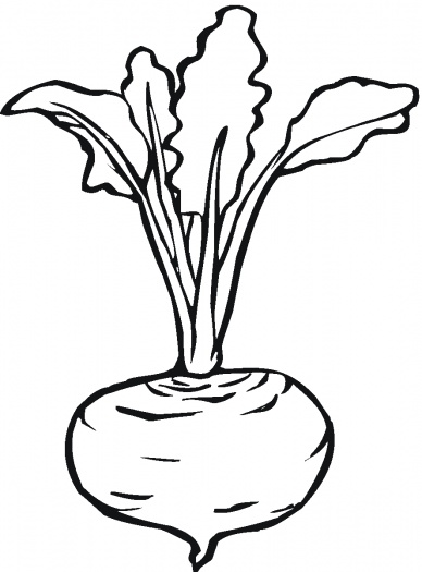 388x525 Beetroot 7 Coloring Page Super Coloring Food, Vegetables