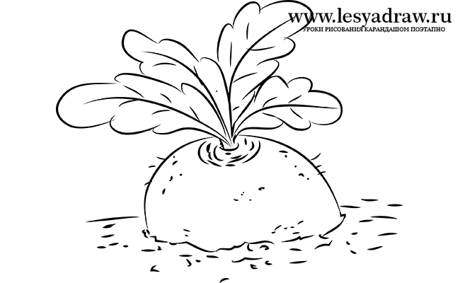 650x400 How To Draw A Turnip From The Fairy Tale Step By Step With A Pencil