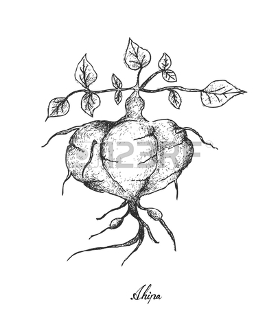 405x450 Mexican Turnip Stock Photos. Royalty Free Mexican Turnip Images