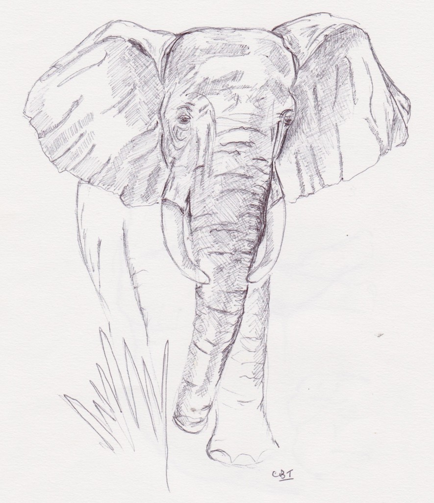 885x1024 Turquoise Moon Male Elephant, Kruger National Park.