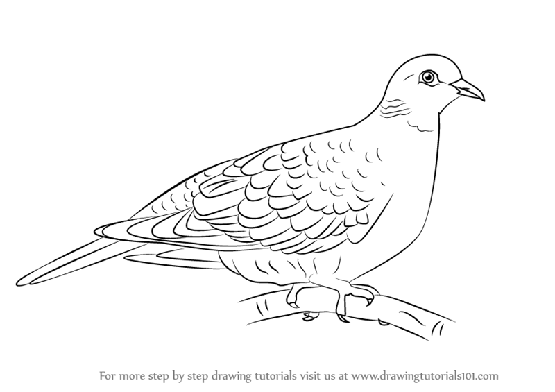 800x565 Learn How To Draw A Turtle Dove (Birds) Step By Step Drawing