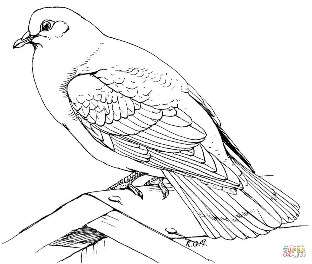 1064x900 Doves Coloring Pages Free Coloring Pages