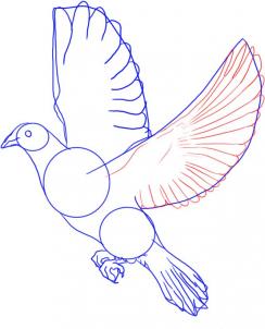 244x302 How To Draw A Dove Tattoos And Piercings Drawing