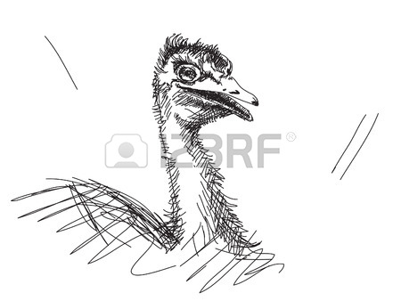450x338 Sketch Of Turtle Dove Bird Drawn Illustration Royalty Free