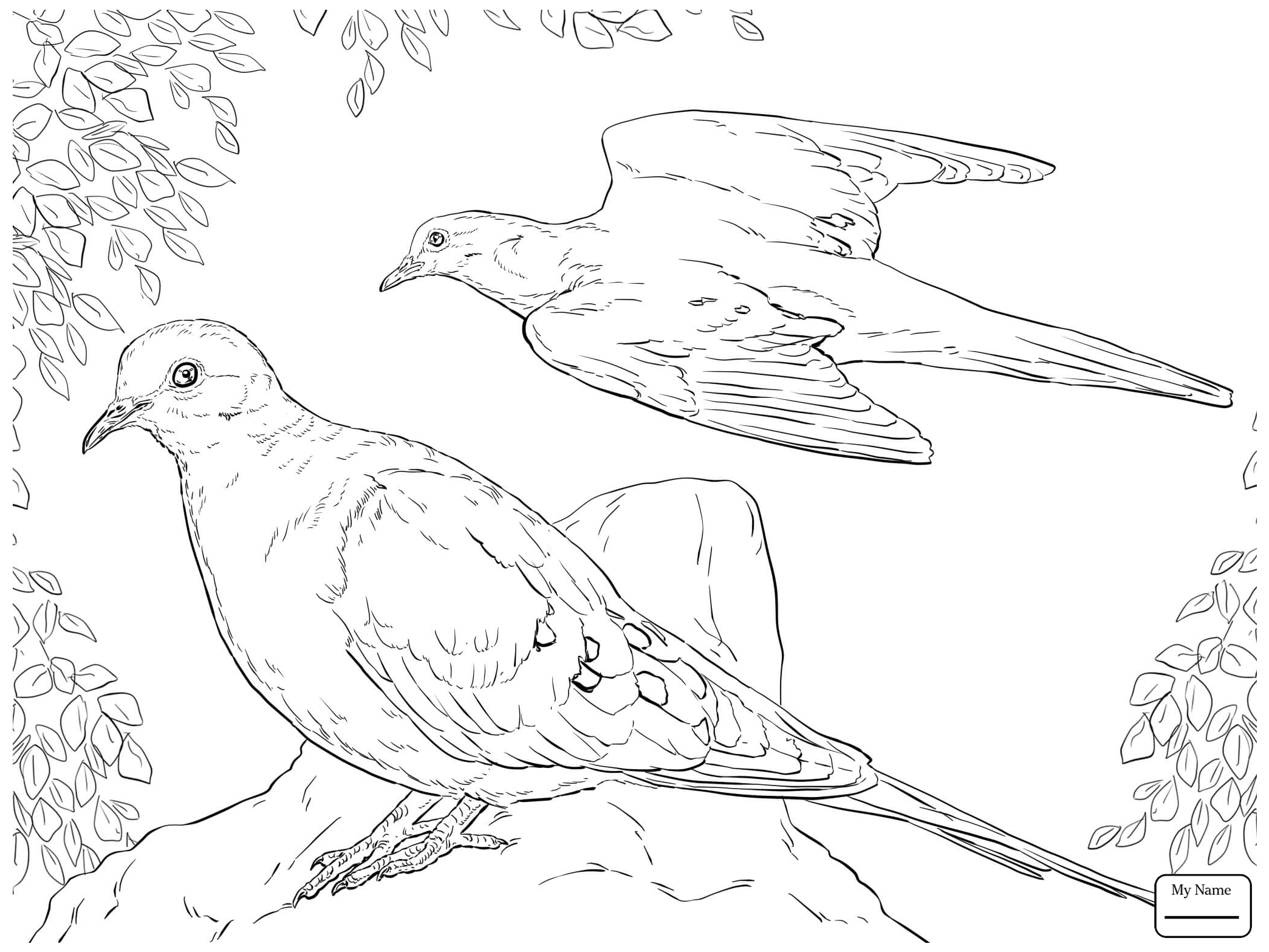 2089x1567 Coloring Pages Birds Dove Bird Azcoloring.club
