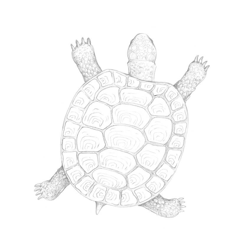 850x850 How To Draw A Turtle