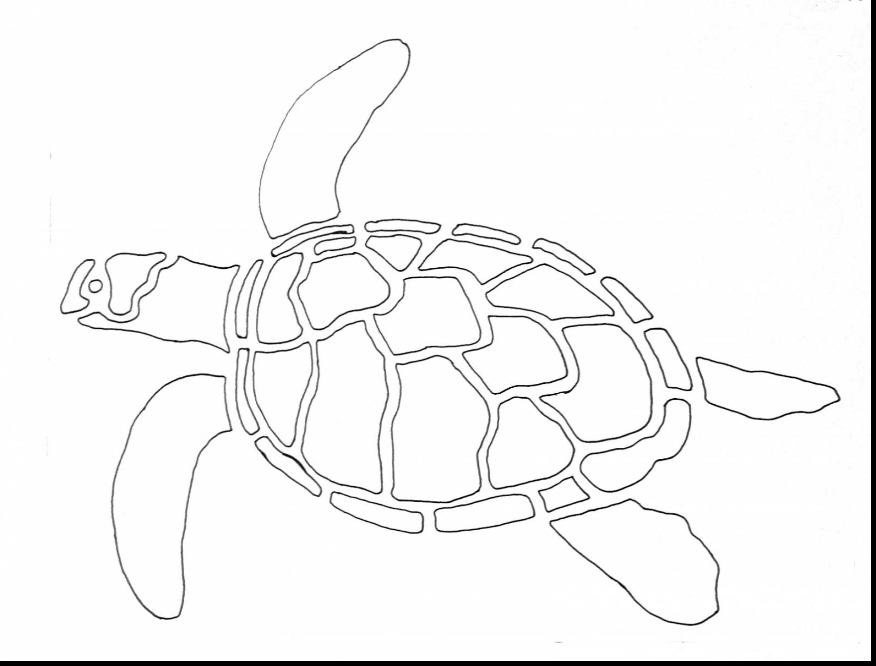1760x1338 Remarkable Sea Turtle Drawing With Sea Turtle Coloring Page