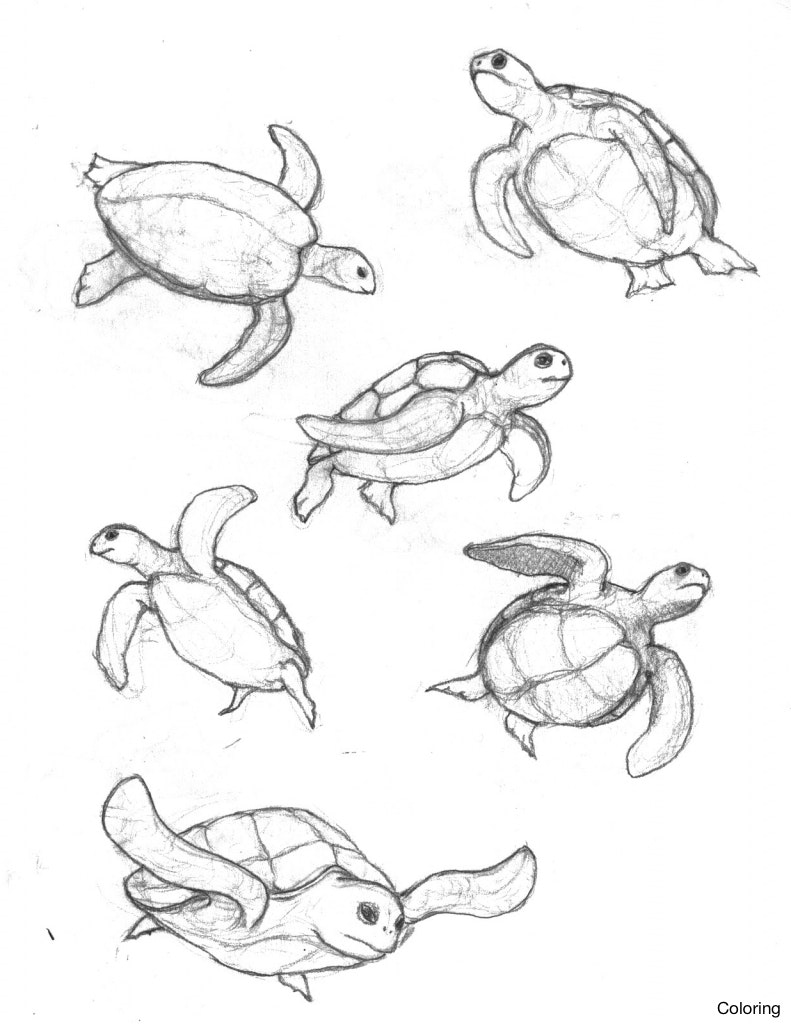 791x1024 Cute Animal Drawings Turtle Pages Printable For Drawing Images