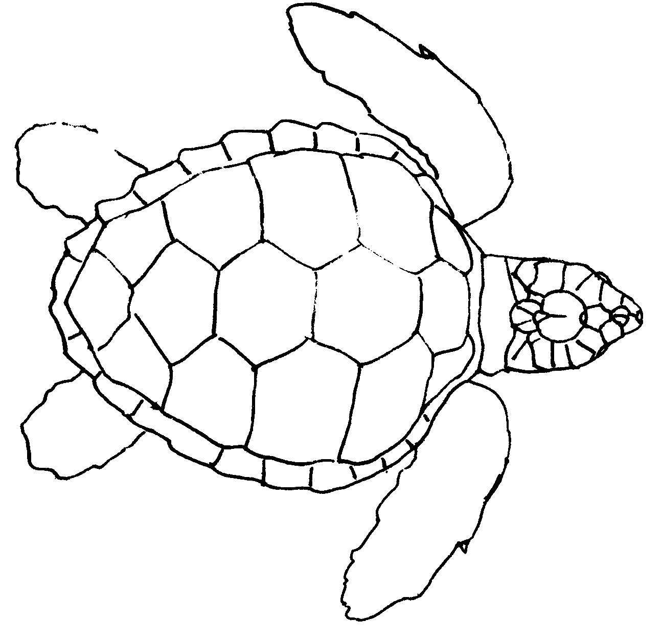 1295x1261 Easy Sea Turtle Drawings