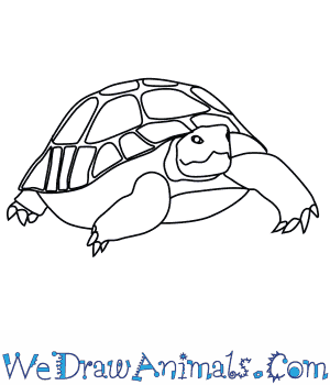 300x350 How To Draw A Desert Tortoise