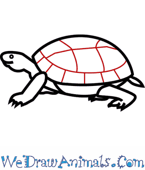 300x350 How To Draw An Eastern Box Turtle