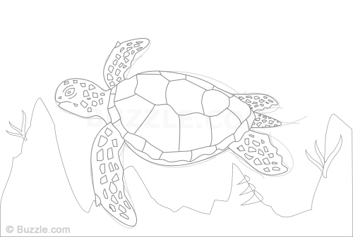 500x337 Learn How To Draw A Sea Turtle Using These Easy Instructions