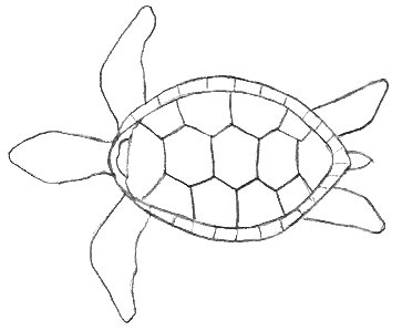 Turtle Drawing Easy at GetDrawings | Free download