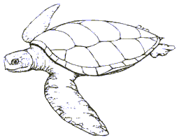 256x200 Drawn Sea Turtle Basic
