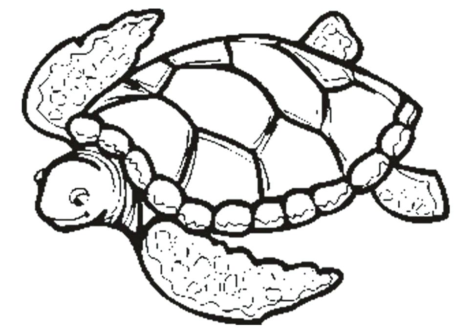 970x685 Printable Turtle Coloring Pages Free Printable Turtle Coloring