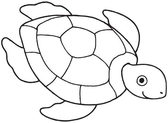 564x414 Sea Turtle Drawing Coloring Page Inllus Animal Turtle