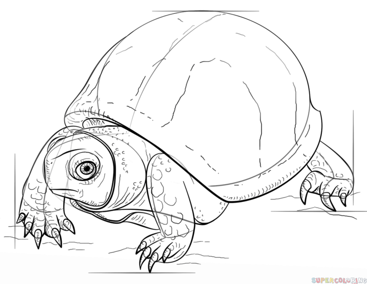 743x575 How To Draw An Ornate Box Turtle Step By Step Drawing Tutorials
