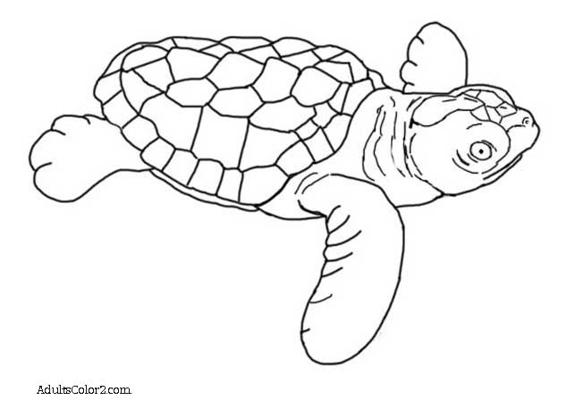 634x457 Sea Turtle Coloring Page Help Hawksbills