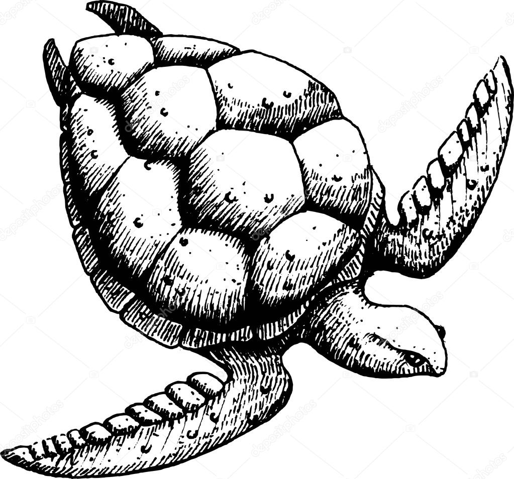 1023x954 Sea Turtle. Sketch Stock Vector Jara3000