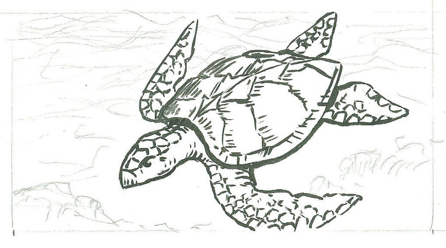 900x501 Turtle Sketch Card Wip By Tlclark