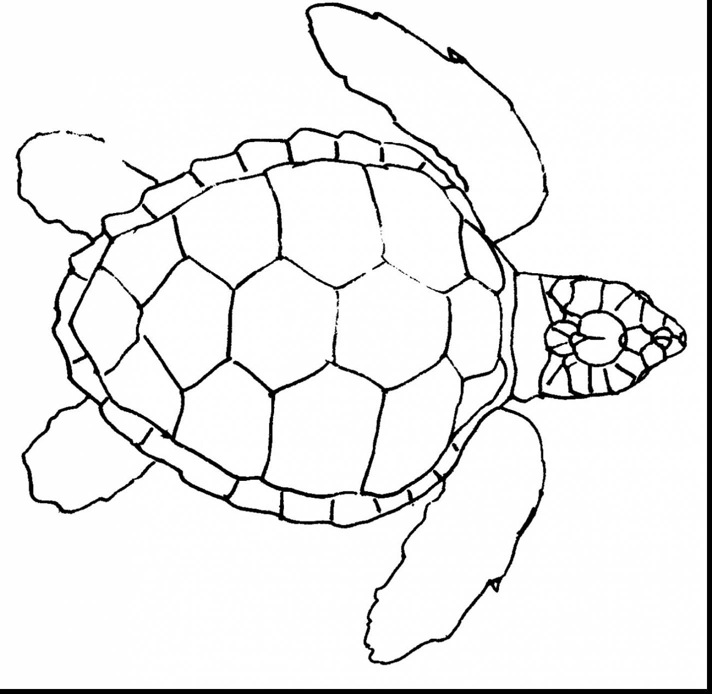 1424x1387 Remarkable Sea Turtle Drawing With Sea Turtle Coloring Page