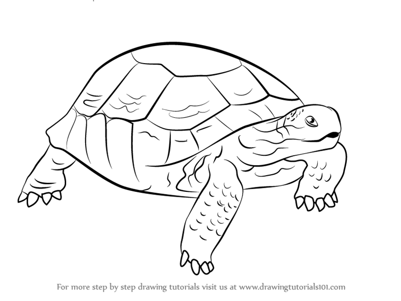 800x601 Learn How To Draw A Desert Tortoise (Turtles And Tortoises) Step