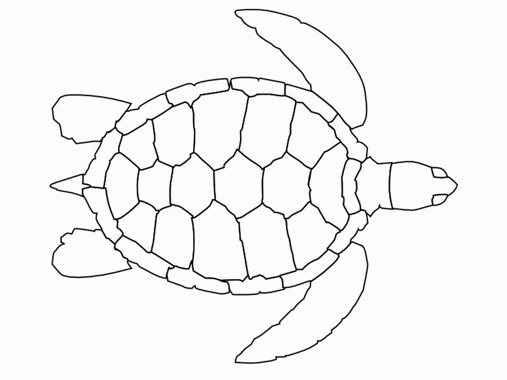 Turtle Drawing Outline at GetDrawings | Free download