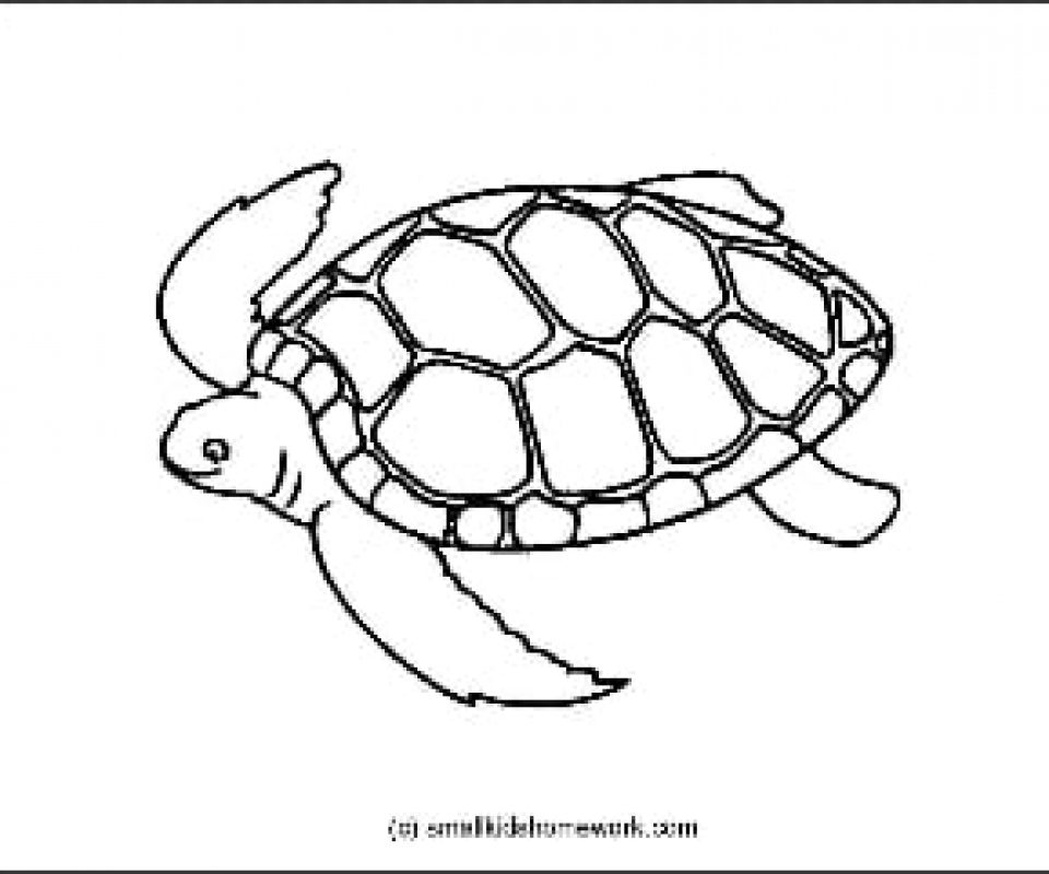 Turtle Drawing Outline at GetDrawings | Free download