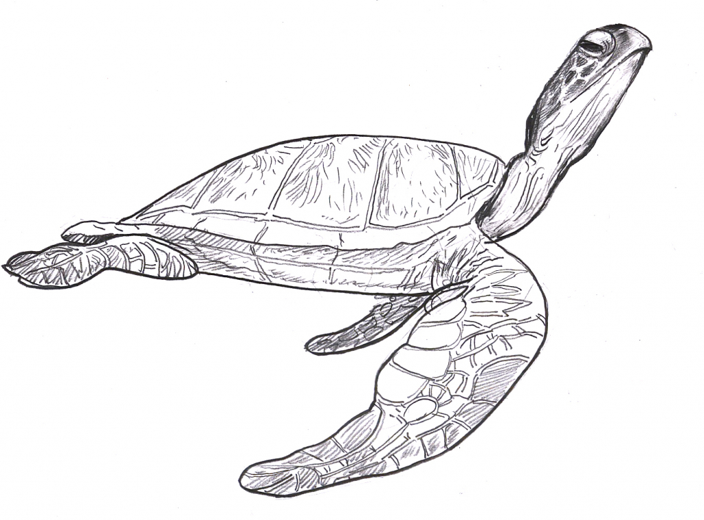 1024x756 Tag How To Draw A Sea Turtle Face