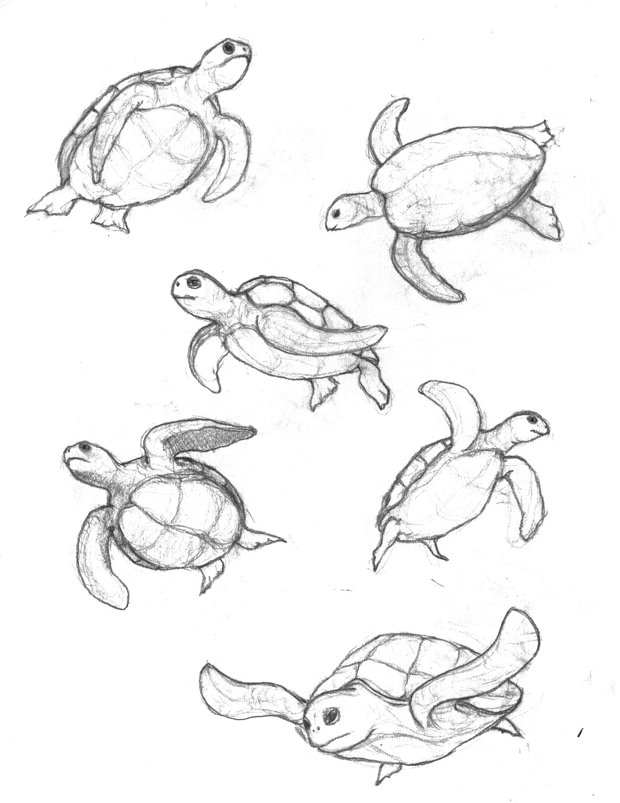 1236x1600 Drawn Turtle Sketch