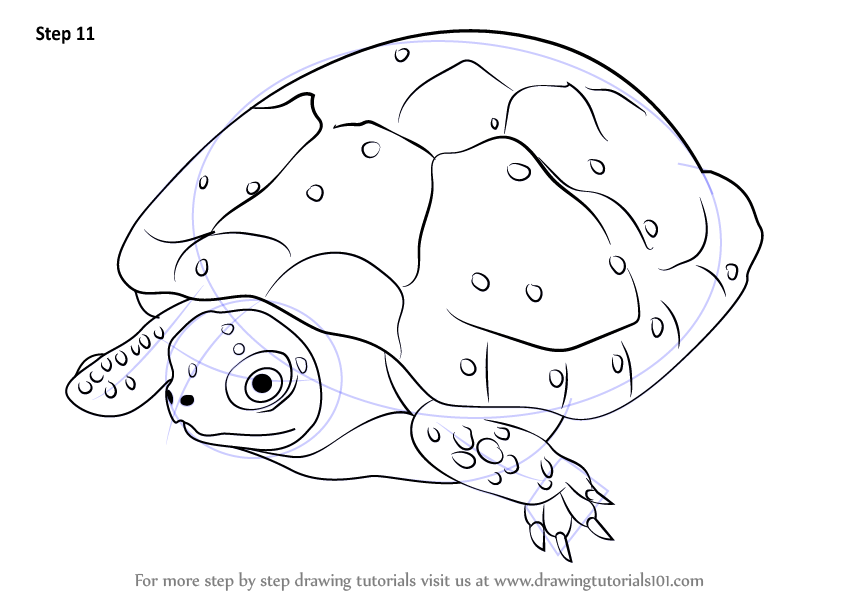 846x600 Learn How To Draw A Spotted Turtle (Turtles And Tortoises) Step By