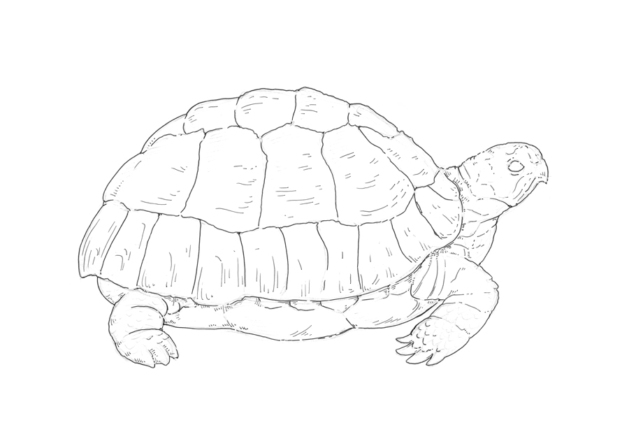 900x628 Let's Draw A Turtle! Eugenia Hauss