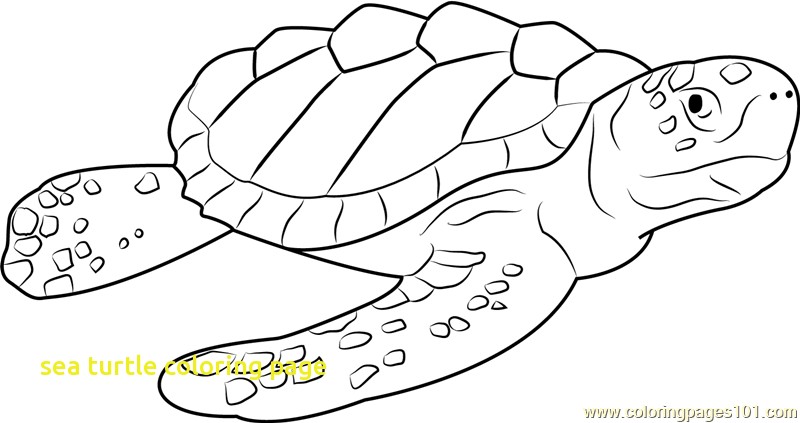 800x423 Sea Turtle Coloring Page With Logger Head Sea Turtle Coloring Page