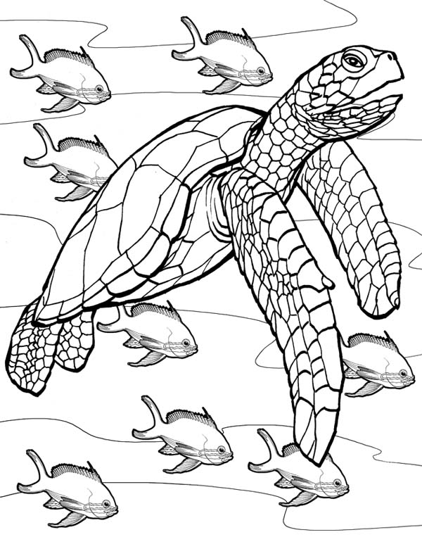 600x763 The Jurney Of Sea Turtle Free Coloring Page