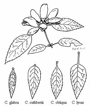 300x353 Turtlehead (Chelone )